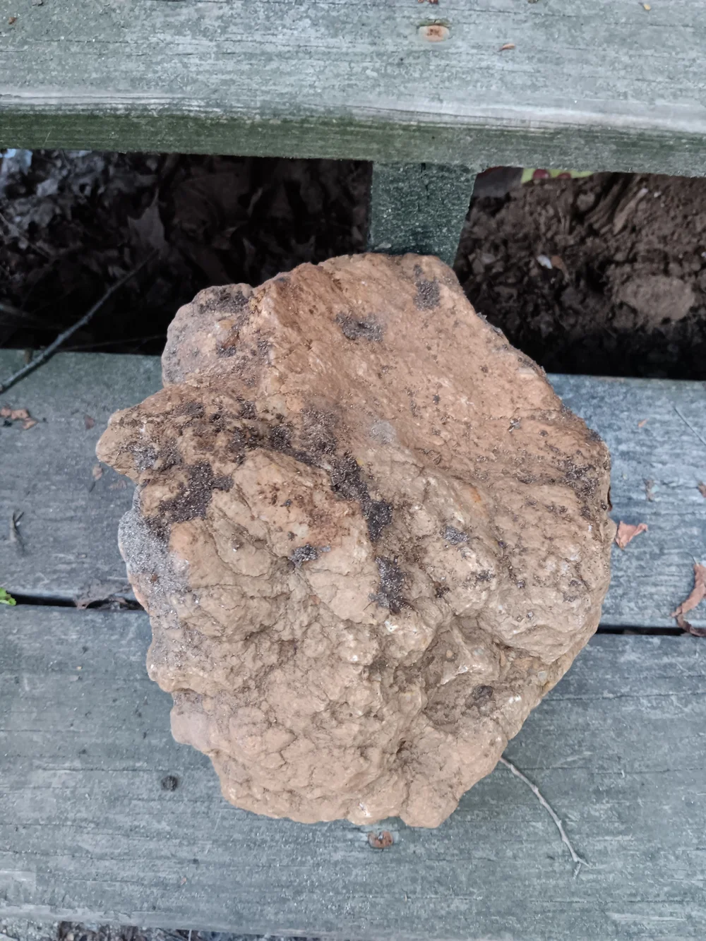Unopened GEODIZED Geode Fossil